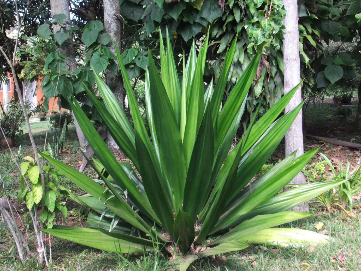 Eco Pousada Passaredo Sao Miguel Arcanjo Luaran gambar